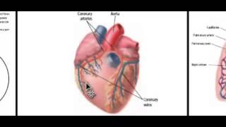 A Quick Review: Coronary Circulation @mrfox218