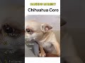 demon chihuahua #funnydog #funnydogs