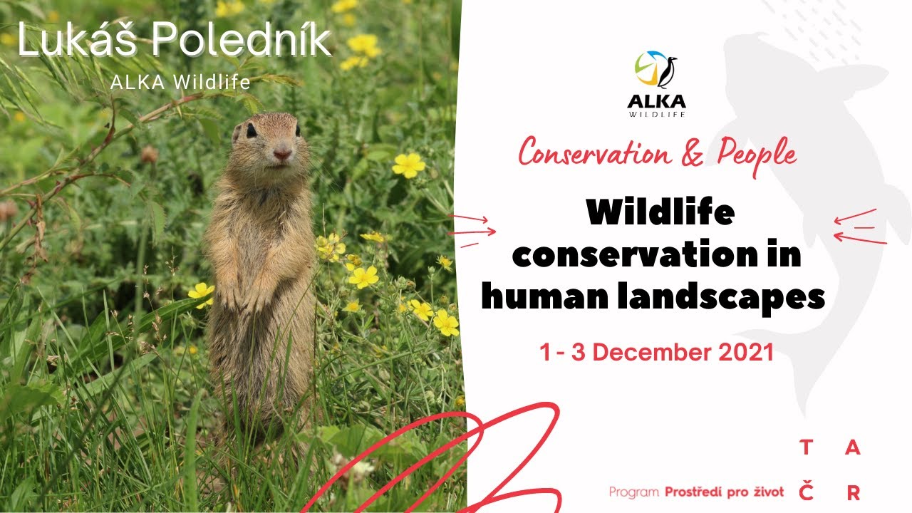 Lukáš Poledník - Critically endangered European ground squirrel in agricultural lands