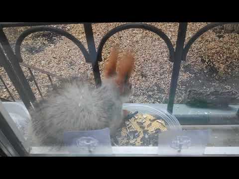 Вышивка крестиком "сила новолетия" (часть2). Золотая серия. Приглашенный гость - белка.