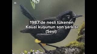 Nesli Tükenen Kauai Kuşunun Son Ses Kayıtları