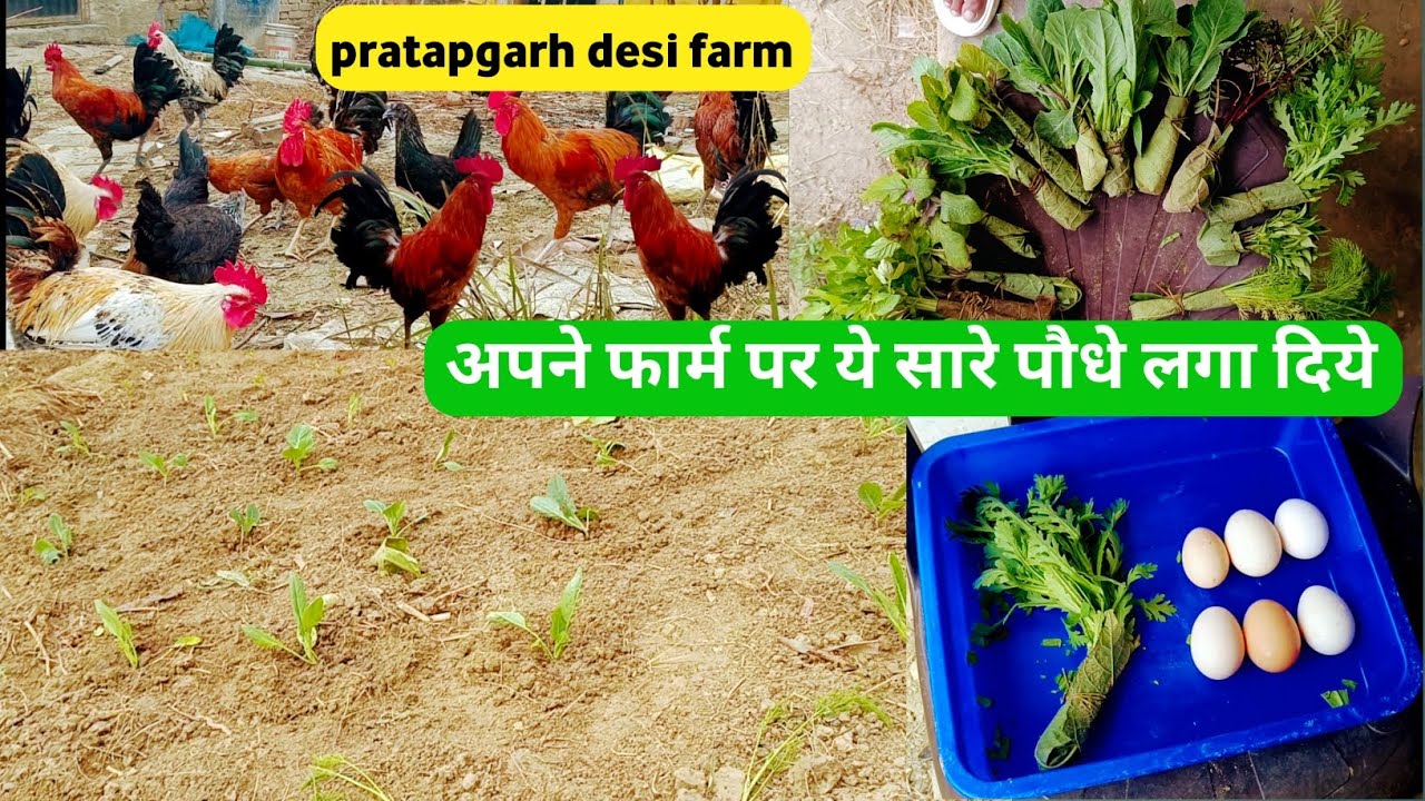 Pratapgarh hen farming || अपने फार्म पर पौधे लगा दिये || सोनाली मुर्गा लेने के लिए सम्पर्क करें ||