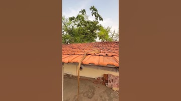 Terrifying Giant Snake Crawls Across Rooftop – Unbelievable Scene! #shorts #ytshorts #viralshorts