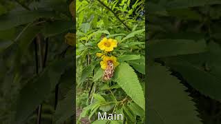 Pixel 4a Camera #pixel4a