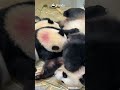 Just Look At Her Face... Every Parent Would Understand Her Immediately | iPanda #shorts #HKpanda