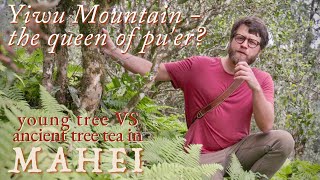 Exploring Mahei Village Pu'er Tea | CHINA SOURCING TRIP 2025