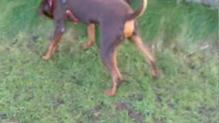 Hip Dysplasia And Ruptured Cruciate Ligament Gait Lamess