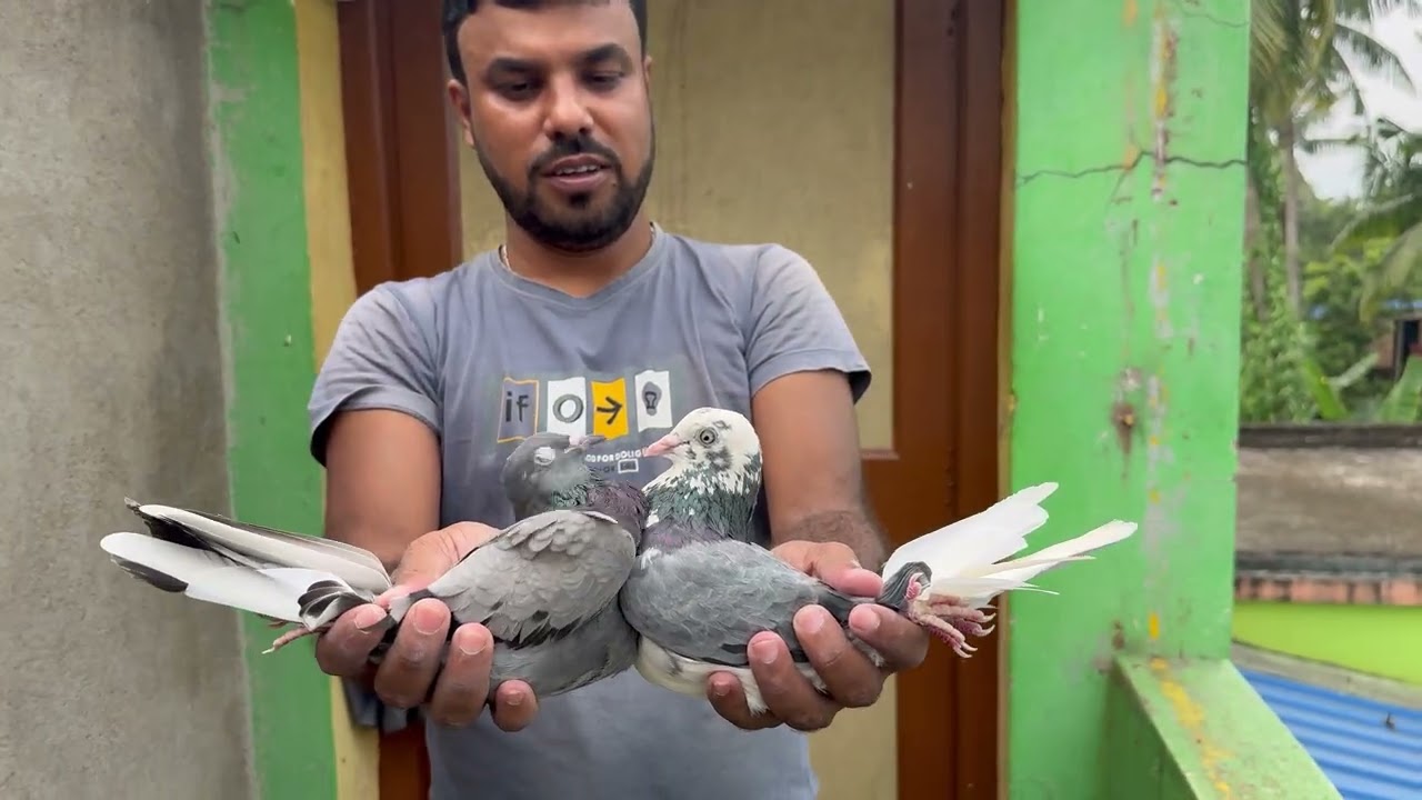 Ghar ka full guarantee wala malwai jora #pigeon  #9477367779 #fullguarantee  #topquality 