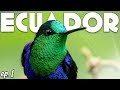 BIRD PHOTOGRAPHY in ECUADOR - Sony a7RIV + 200-600