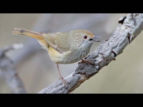 Canto do acantiza-castanha | Pássaros Org