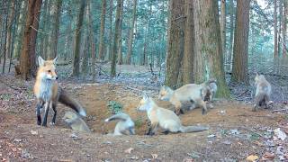 Single Mom Fox Brings Rabbit & Her 7 Pups Start Squabbling