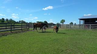 Letter 'Rip' https://warmblood-sales.com/horse/letter-rip learning to lead @WildestExpectFarm7837