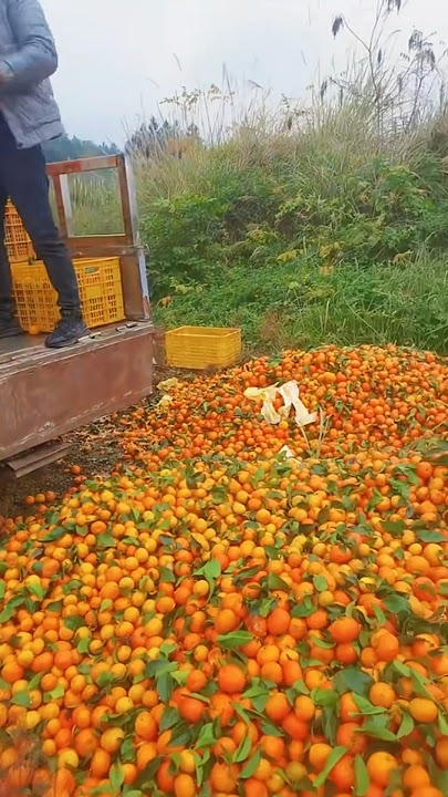 Banyak sekali buah jeruk tidak di manfaatkan dengan baik #jeruk #petanijeruk