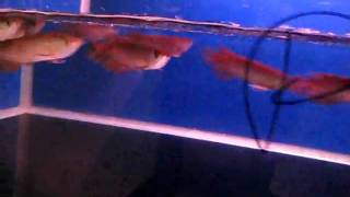 MVI_3217.AVI