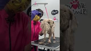 How to groom a matted dog face