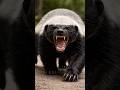 Tribal Fear: Night Hunt of the Honey Badger #shortvideo