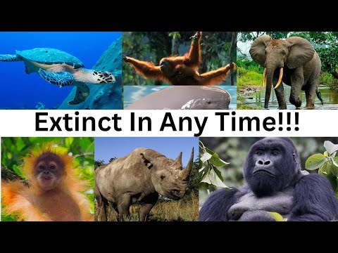 Endangered Animals!!!Which animal will extinct from our Earth?Animals will vanished from the World!!