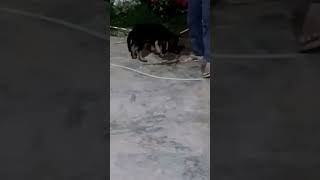 #mrmax #funny #lovemaxlife #dogshortscute #comedy #germanshepheard #dogfun #pets