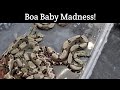 Boa Madness - What do we have!?!