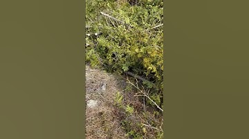 Path to the #logging #area #cedar Explaining the #outcome #vlog #trees