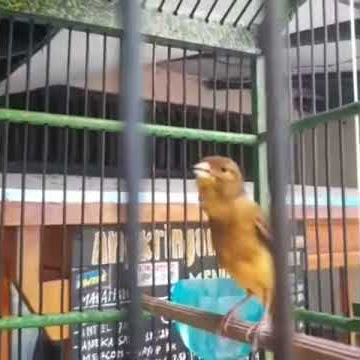Burung kenari kalitan paling gacor sedunia