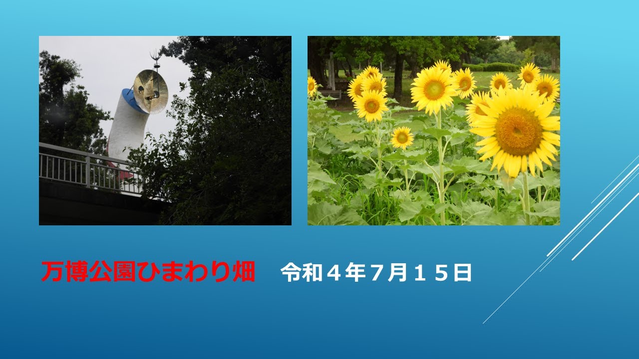 万博公園ひまわり畑 令和４年７月１５日 金曜日 Youtube