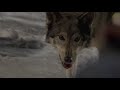 FROZEN Behind the Scenes Clip: "Wolves"