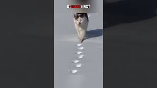Cat Walking Style Explained! #shorts #short #youtubeshorts
