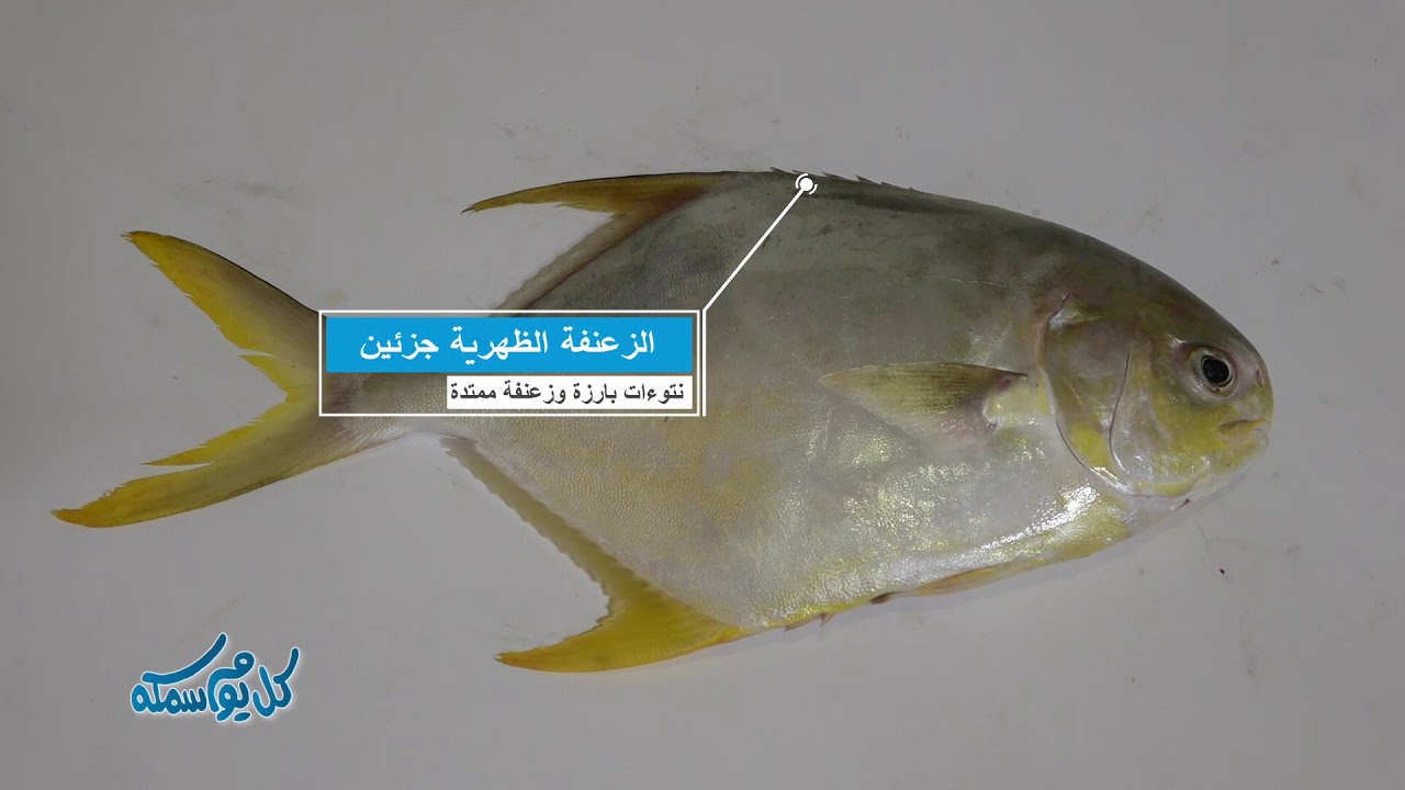 البرنامج البيئي التوعوي كل يوم سمكة حلقة الطلاح الحلقة الحادية عشر