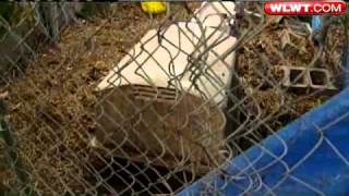 Rescued Dogs Up For Adoption In Brown County