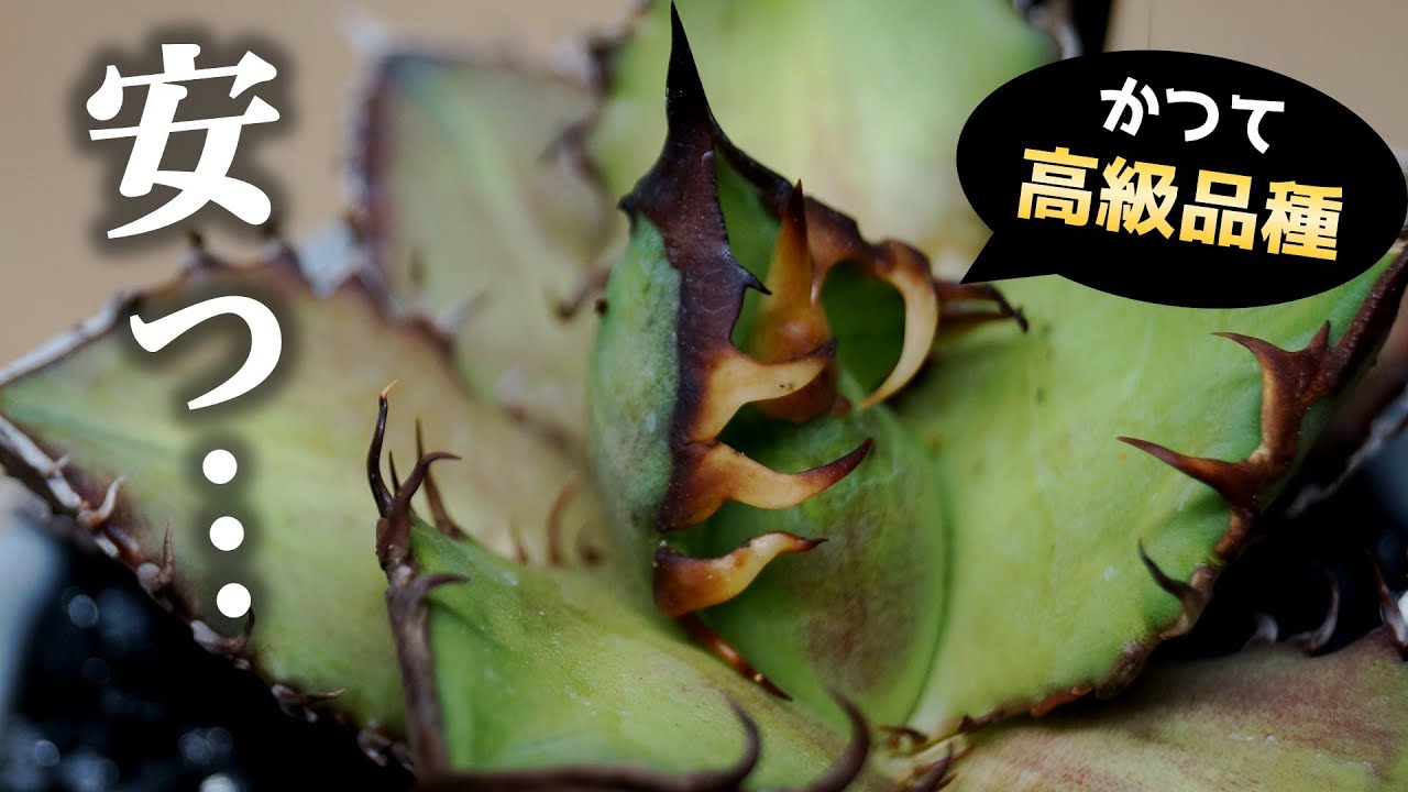 この観葉植物…、ずいぶん安くなりました【多肉植物アガベ】 - YouTube