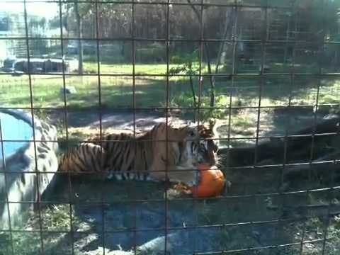 leopard print TIGER devours pumpkin bigcatrescue