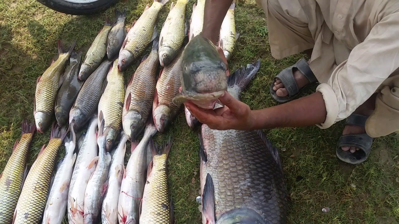 Pakistan fish hunt by imran group YouTube