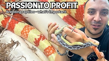 PASSION TO PROFIT!  Breeding Reptiles at Home - What