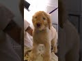 Puppy Distracted by a PINK Poodle | Too Cute! | Animal Planet