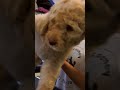 Puppy Distracted by a PINK Poodle | Too Cute! | Animal Planet
