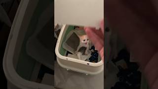 Celebrity Spicy Kitten #catoftheday #pets #kittens #gato #animals #cat #cats #cutepet #catlover #cute #kitten Profile