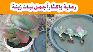 كيفية رعاية وإكثار أجمل نباتات الزينة؟ كلانشو ثيرسيفلورا /kalanchoe thyrsiflora