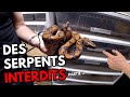 Levage de serpent interdit  prsentation des boa viper partie 3