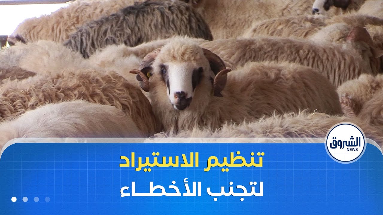 توسيع قائمة الدول الموردة واستحداث آليات جديدة لتنظيم البيع لتفادي أخطاء الموسم الماضي