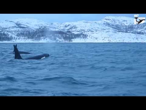 Video: Prečo Kosatky Nikdy Nenapadajú ľudí Vo Voľnej Prírode? - Alternatívny Pohľad