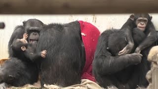 We are great kindergarten teachers! by Gin and Bonbon　俺たちは最高の幼稚園の教師だよ！ボンボンとジン　Chimpanzee  多摩動物公園