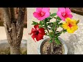 Grafting technique to get multiple colour hibiscuses flower in one plant