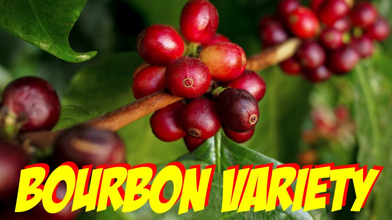 Introduction to Coffee Varieties The most popular and top quality