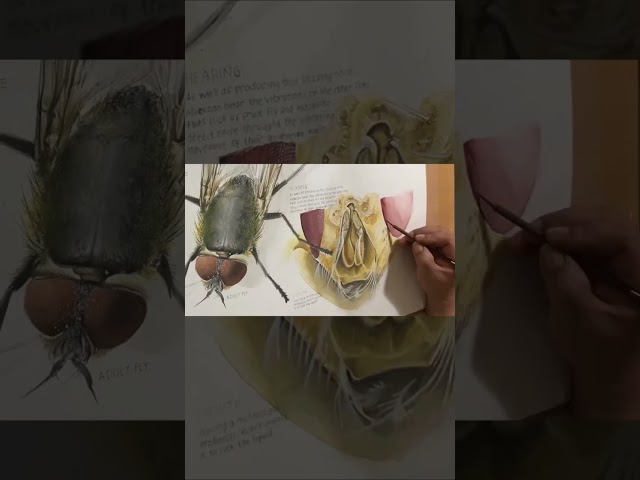 Speed painting flies watercolor #learnwatercolorpainting #watercolor #watercolorart #flies class=