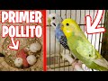 MI PRIMER POLLITO DE PERIQUITO PERLADO OPALINO