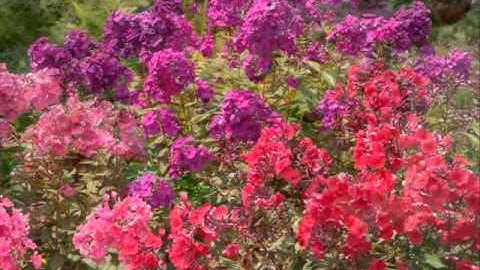 Richard Deering (ca. 1580 - 1630): Ave Virgo gloriosa