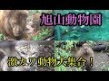 【北海道】旭山動物園に行ってきた！【旭川市】(Chor.Draft)