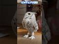 どっちが兄？！ #owl #フクロウ