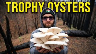 Burnt Forest Morel Hunt Turns Trophy Oysters